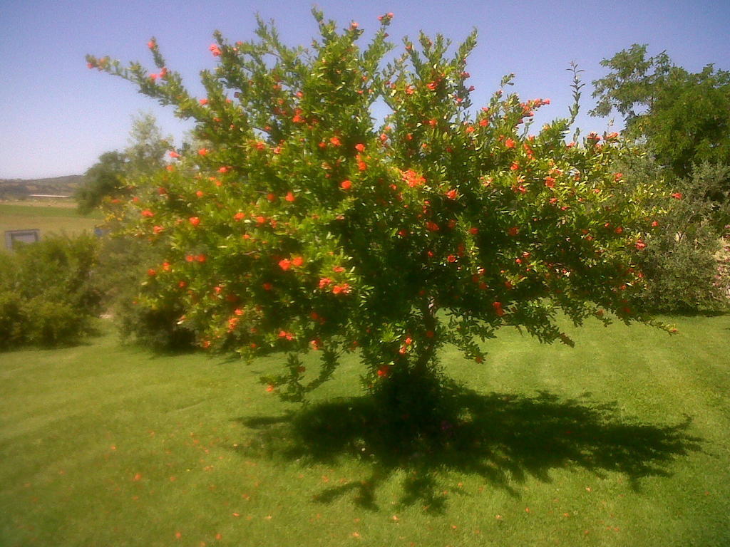 Agriturismo Podere Micitto Usi Dış mekan fotoğraf